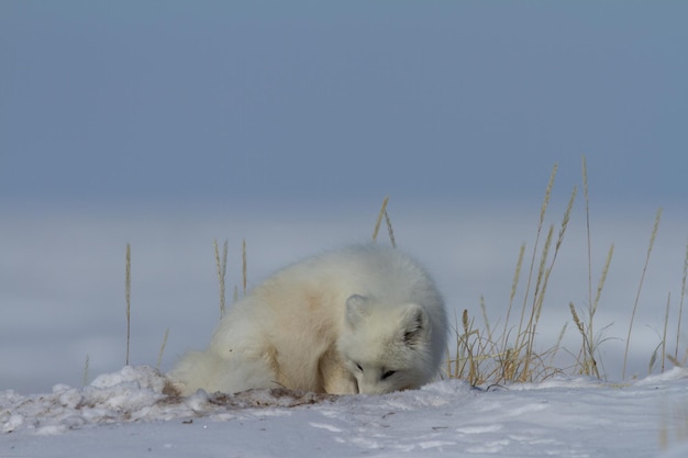 Polarfuchs, Vulpes Lagopus, schnüffeln im Schnee in der arktischen Tundra Kanadas