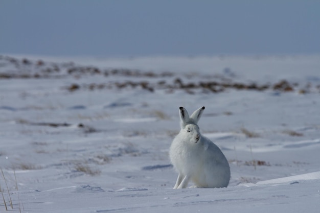 Polarhase Lepus arcticus sitzt auf Schnee mit nach oben gerichteten Ohren und starrt direkt auf die Kamera