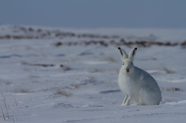 Polarhase Lepus arcticus sitzt auf Schnee mit nach oben gerichteten Ohren und starrt direkt auf die Kamera