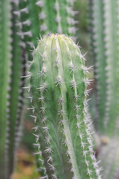 Polaskia chichipe saftiger Kaktus, Nahaufnahme