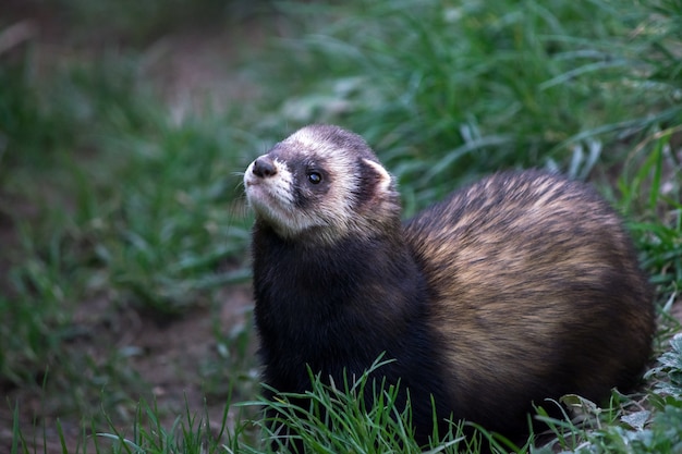 Polecat europeu (mustela putorius)