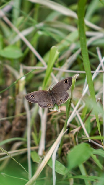 Poleiro de borboleta em uma vara e grama