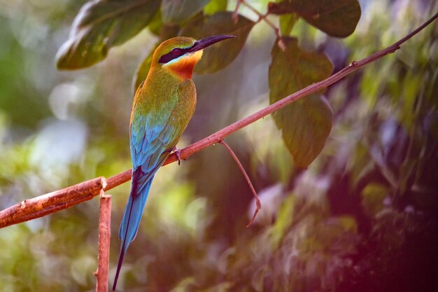 Poleiros de abelha ou merops philippinus de cauda azul no galho de árvore