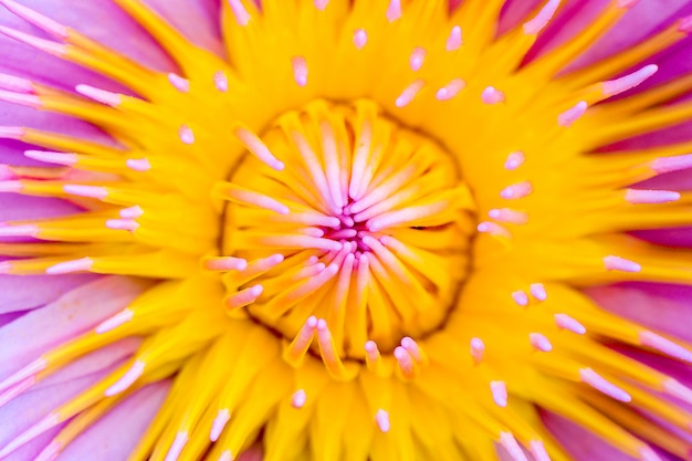 Pólen amarelo de lótus rosa - closeup