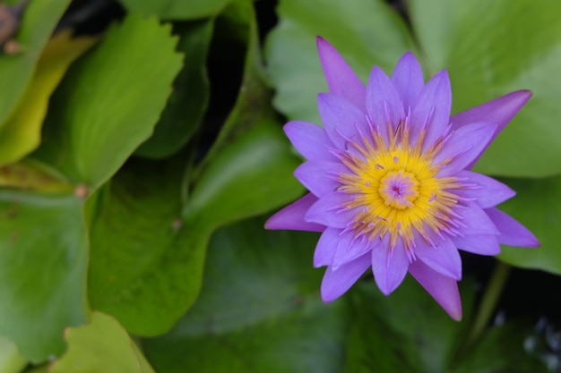 Pólen amarelo de lótus roxo