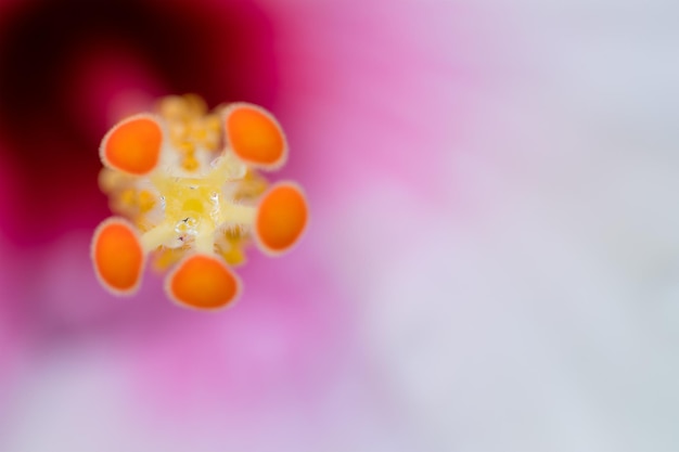 pólen de flor de hibisco