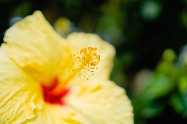 Polen en una flor de hibisco tropical amarilla con espacio de copia