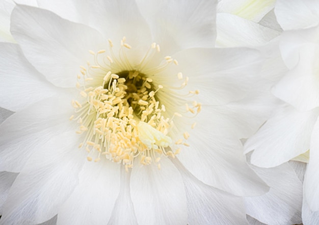 Foto polen de flores blancas de la planta de cactus nombre ichinov flores que florecen en cactus en pequeñas ollas