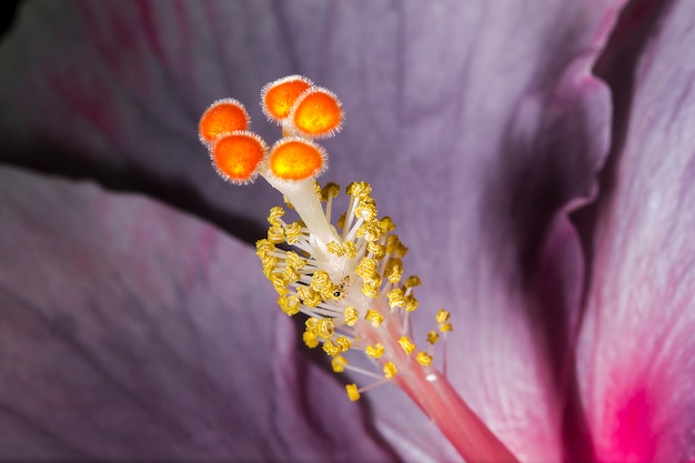 El polen de las flores del hibisco