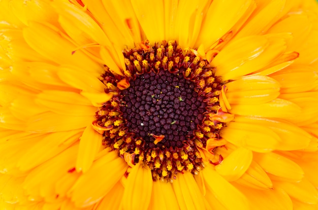 Pólen na flor amarela close-up