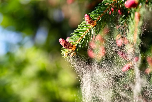 Polen que cae de la flor del pino nuevo | Foto Premium
