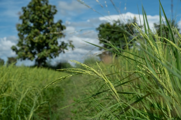 Polias de arroz verde. No céu brilhante.