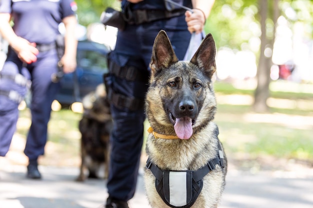 Foto un policía con un perro policía de pastor alemán.