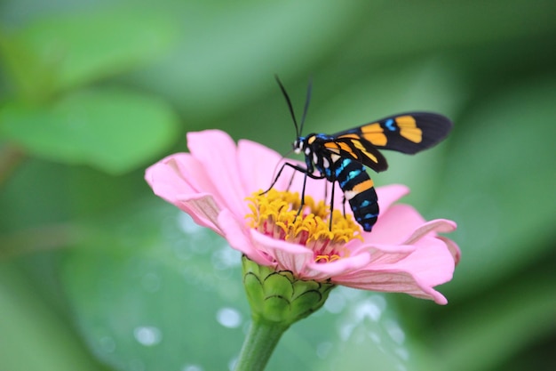 Polilla avispa o euchromia polymena chupando el jugo de la flor rosa con fondo borroso