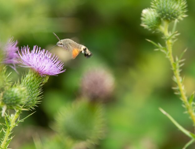 La polilla del colibri