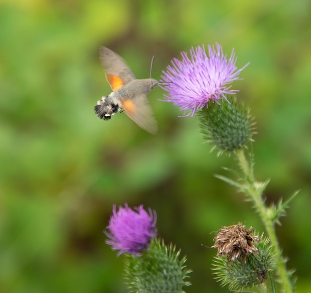 La polilla del colibri