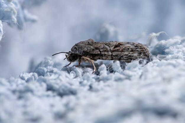 Polilla copetuda del género Garella