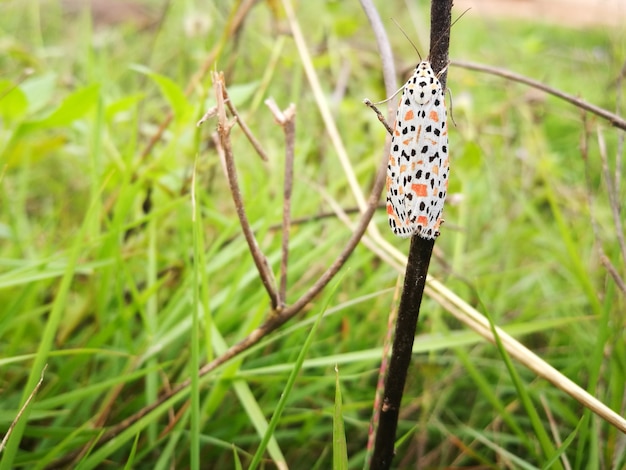 Polilla crotalaria blanca en la rama