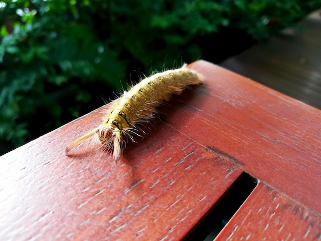 Una polilla emperador Caterpillar Saturnia pavonia arrastrándose sobre la mesa