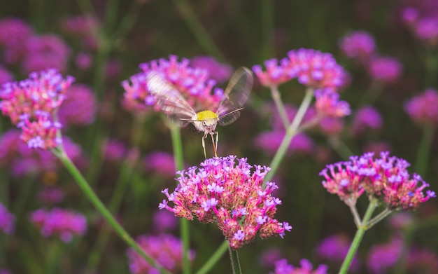 Polilla de halcón en la flor rosa