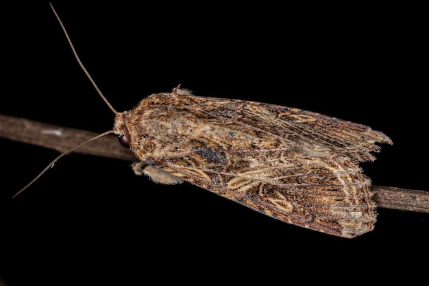 Polilla hembra adulta de la especie Spodoptera cosmioides