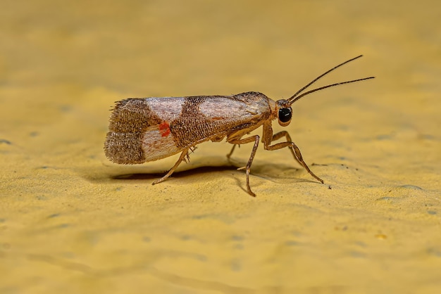 Polilla de liquen adulta