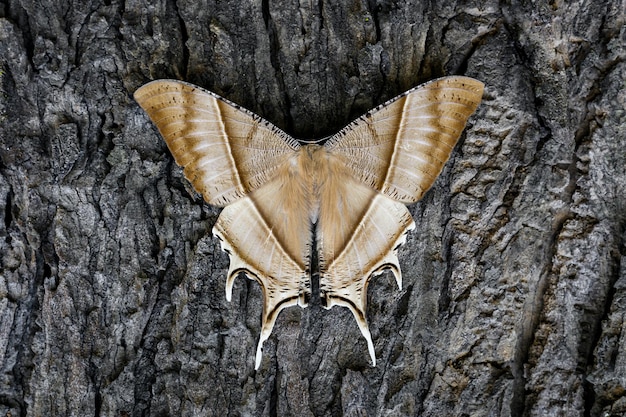 Foto polilla mariposa en el tronco de un árbol