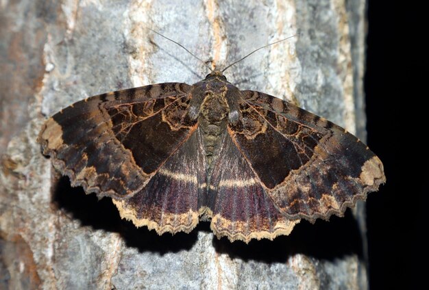 Foto la polilla negra mormo maura se alimenta de la savia de los árboles macro de primer plano en la naturaleza mimetismo mariposa noctuidae