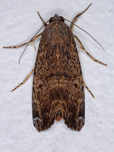 Polilla orbe de alas angostas adulta de la especie Magusa orbifera