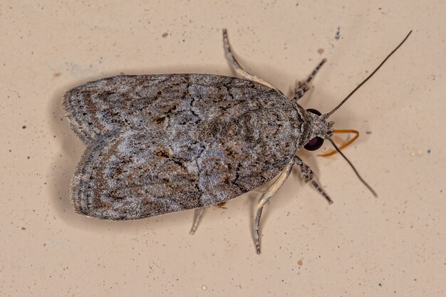 Foto polilla de la oruga negra-oliva adulta de la especie garella nilotica