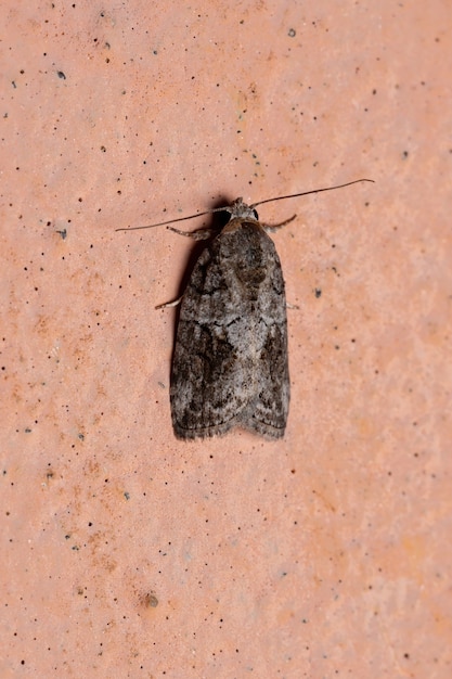 Polilla de la oruga negra-oliva de la especie Garella nilotica en la pared