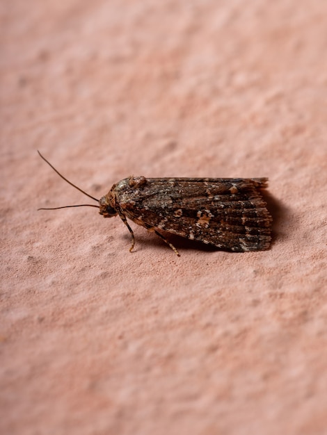 Polilla pequeña adulta del orden lepidoptera