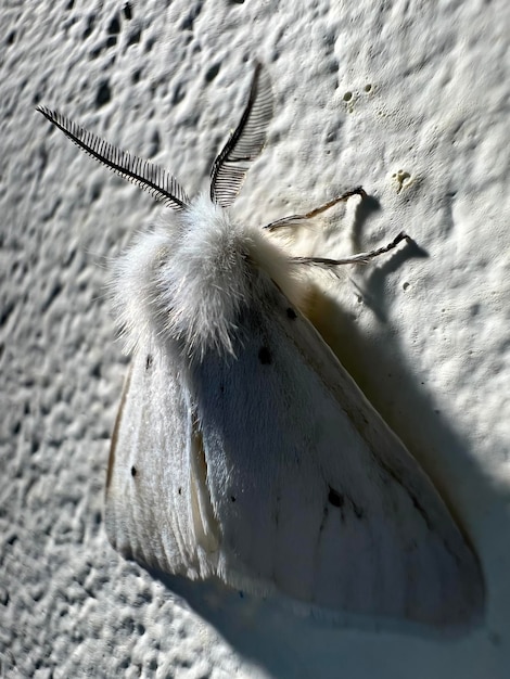 Foto la polilla de la seda en la paja en la toma macro