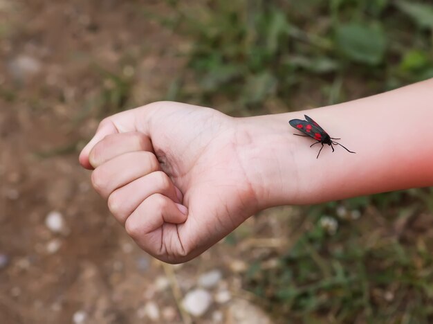 Polilla sentada en la mano del niño