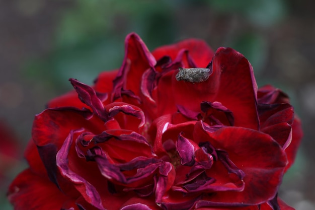 una polilla sentada sobre una rosa roja brillante