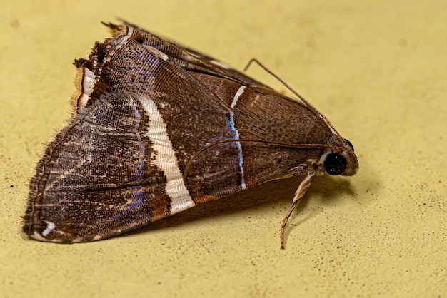 Polilla subalares adulta