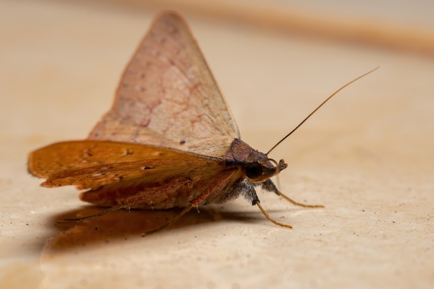 Polilla subalares brasileña de la especie Azeta ceramina