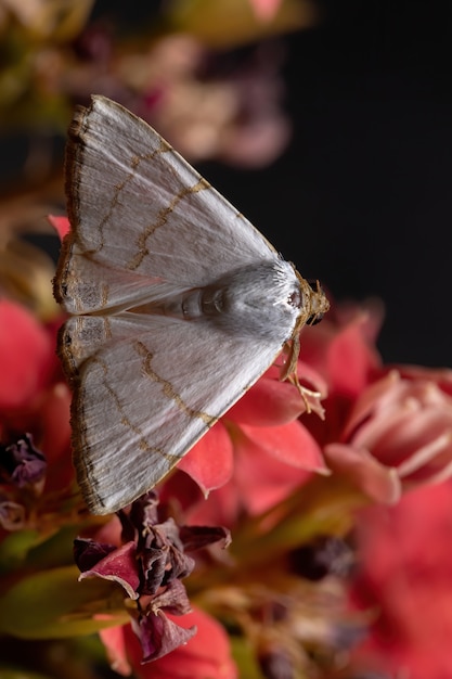 Polilla subalares de la especie Eulepidotis deiliniaria en una planta con flores