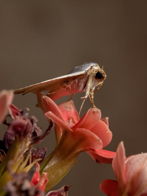 Polilla subalares de la especie Eulepidotis deiliniaria en una planta con flores