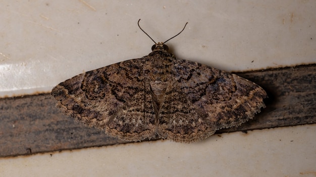 Polilla subalares de la familia Erebidae en el suelo