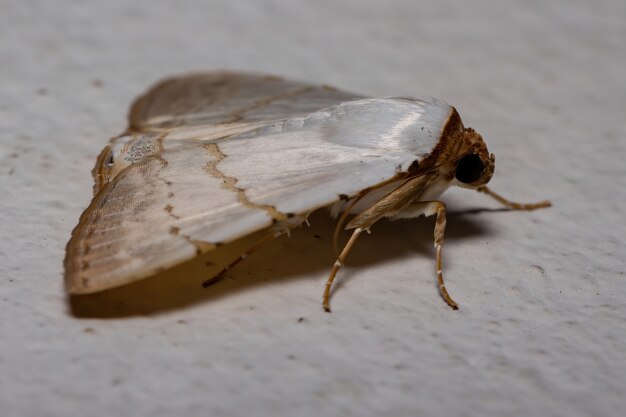 Polilla subalares del género Eulepidotis