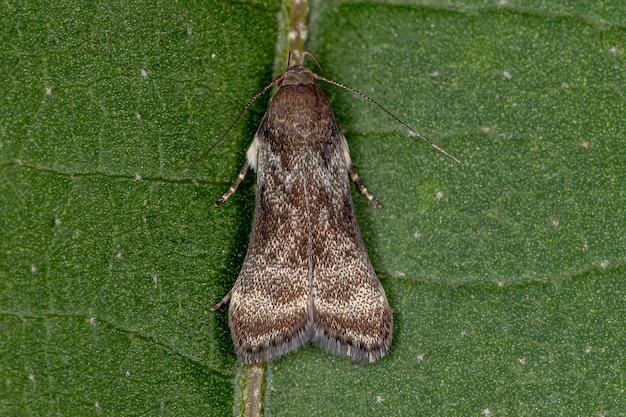 Polilla Twirler adulta de la tribu Anacampsini