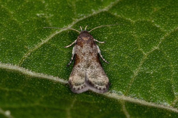 Polilla Twirler adulta de la tribu Anacampsini