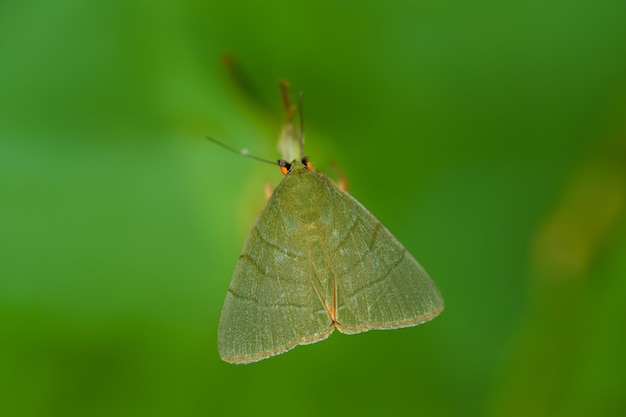 Polilla verde debajo de las alas en hábitat natural