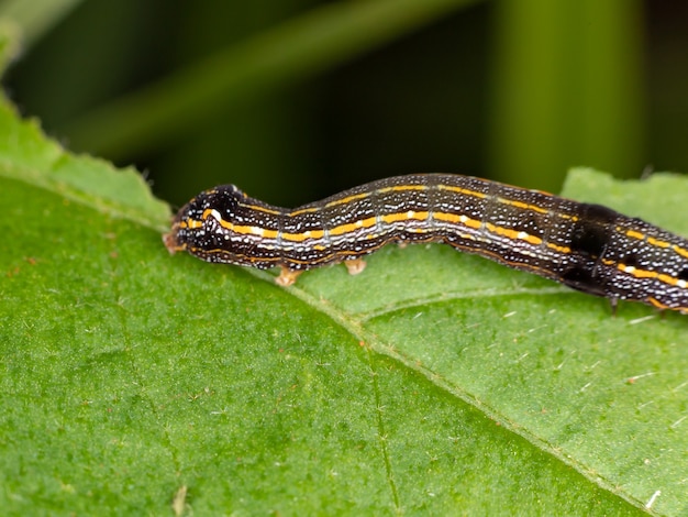 Foto polillas del gusano cogollero del género spodoptera