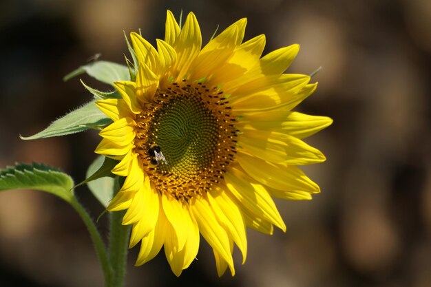 Foto polinisierung von sonnenblumen