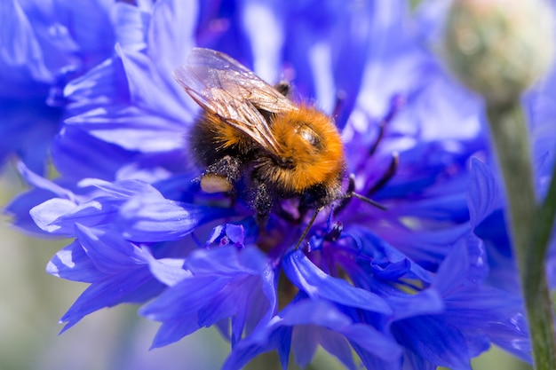 Polinização de flores. Bumblebee no trabalho. Abelha em uma flor