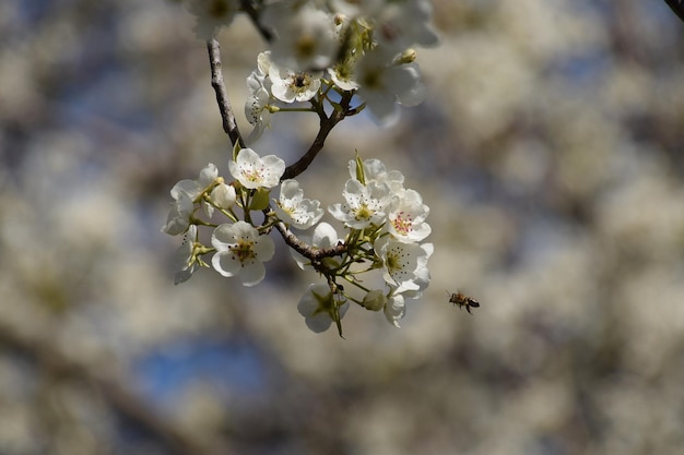 Polinização de flores por peras de abelhas