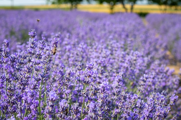 Foto polinização de lavanda por abelhas