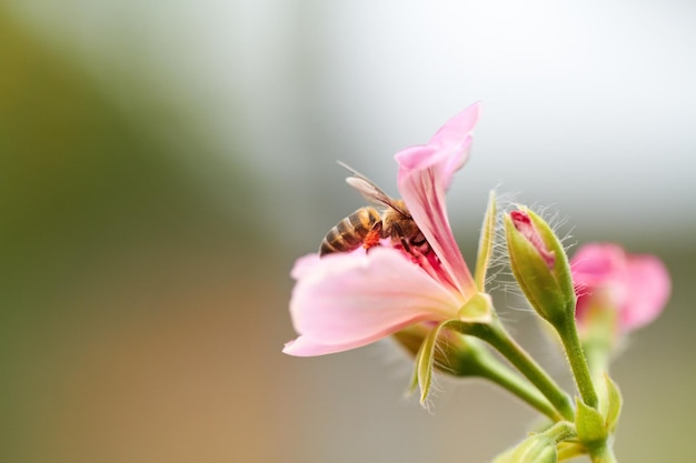 Polinização em andamento. Imagem recortada de uma abelha sentada em uma flor rosa.